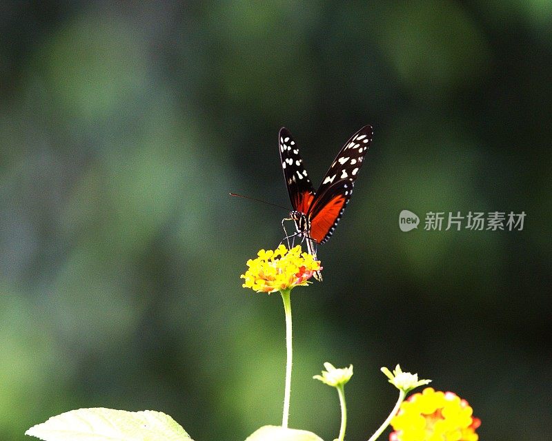 Heliconious Heca Butterfly